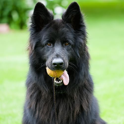 Dingo Fetch Ball Made of Hard Rubber with Knobs and String, Small, for Aport Game Dog Training 17321 - size: us4/100cm