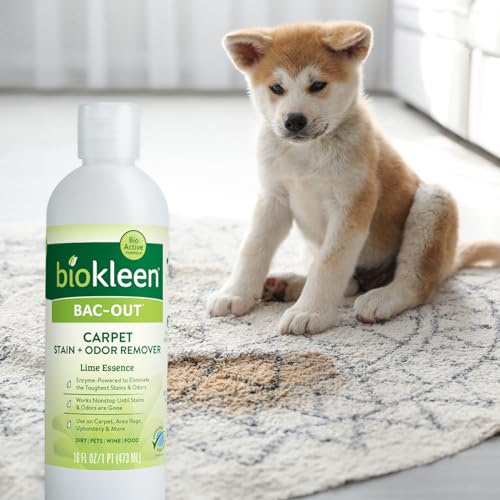 Biokleen Bac-Out Carpet Stain Remover Enzymatic, Destroys Stains & Odors Safely, for Pet Urine, Laundry, Diapers, Wine, Carpets, More, Eco-Friendly, Plant-Based - size: 128 Fl Oz (Pack of 2)